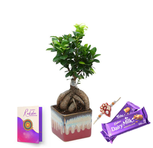 Exotic Green Combo of Grafted Ficus Bonsai Plant with Rakhi Special Pack I Rakhi Combo Pack with Cadbury Chocolates I Special Gift Pack For Rakhi