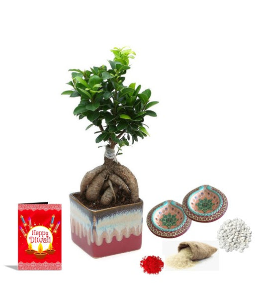 Exotic Green Diwali Gift Combo of Live Ficus Bonsai Plant in Handglazed English Ceramic Pot I Diwali Gift I Diwali Gift Combo