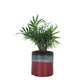 Exotic Green Oxygen Indoor Air Purifying Chamaedorea Palm (Parlour Palm) with Elegant Dual Colour Ceramic Pot