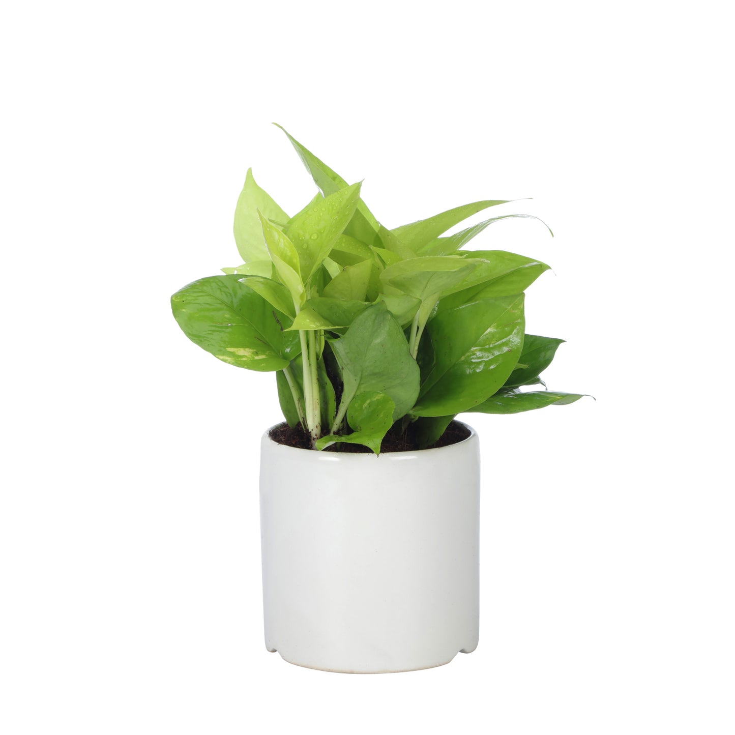 Exotic Green Air Purifying & Oxygen Indoor Golden Pothos Plant with White Ceramic Pot