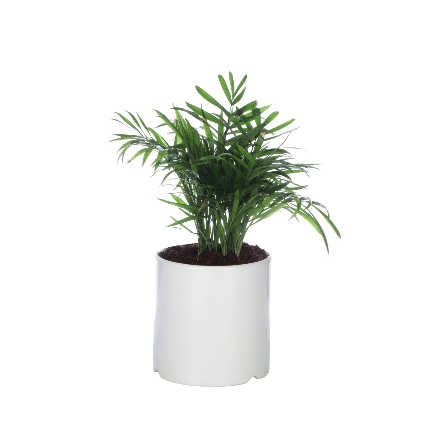 Exotic Green Oxygen Indoor Air Purifying Chamaedorea Palm (Parlour Palm) with White Colour Ceramic Pot