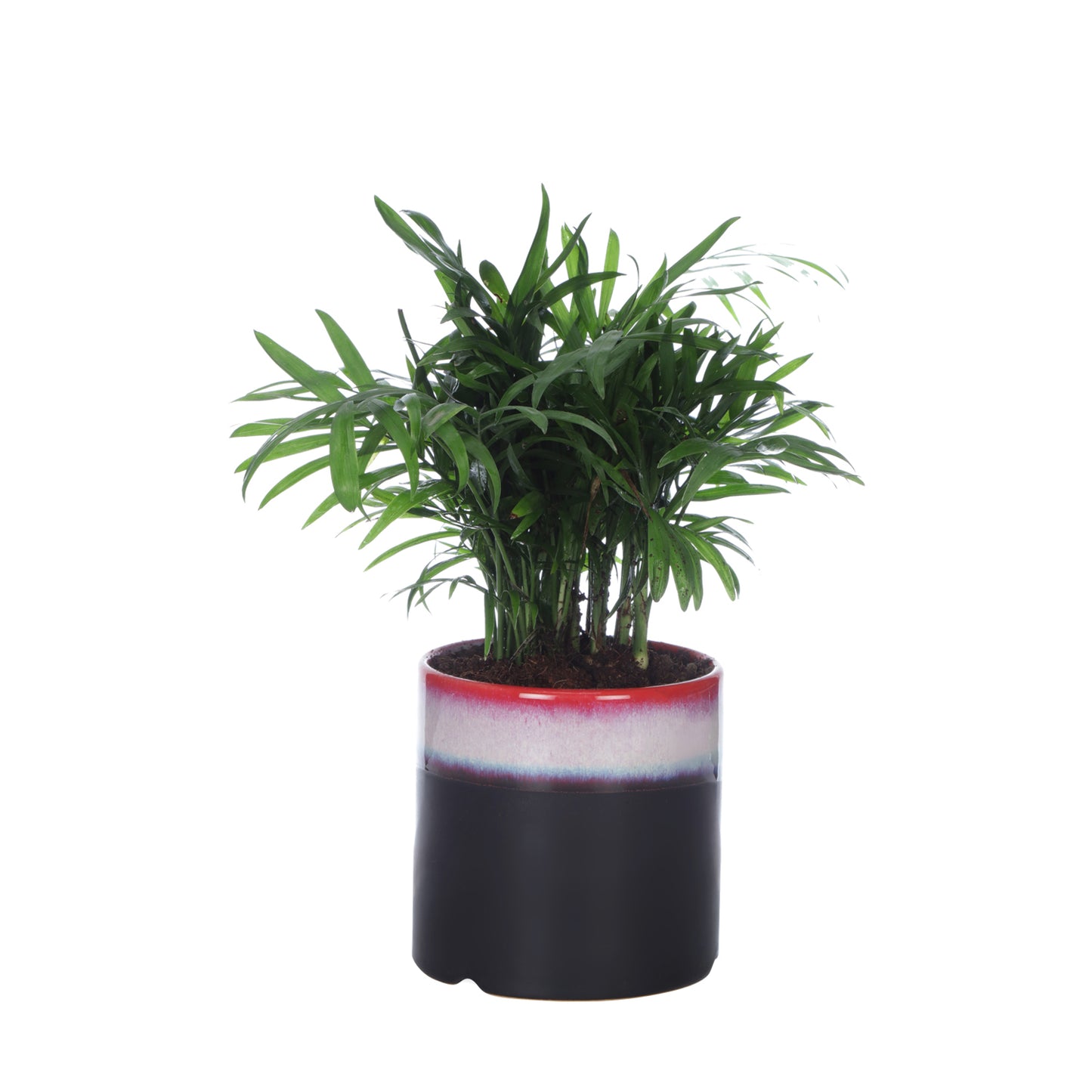 Exotic Green Oxygen Indoor Air Purifying Chamaedorea Palm (Parlour Palm) with Elegant Dual Black Colour Ceramic Pot