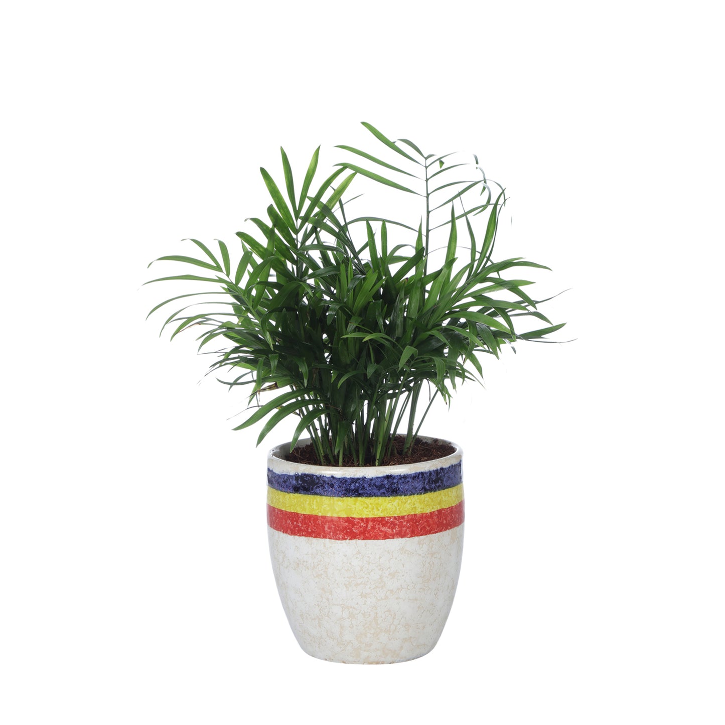 Exotic Green Oxygen Indoor Air Purifying Chamaedorea Palm (Parlour Palm) with Elegant Off White Colour Ceramic Pot