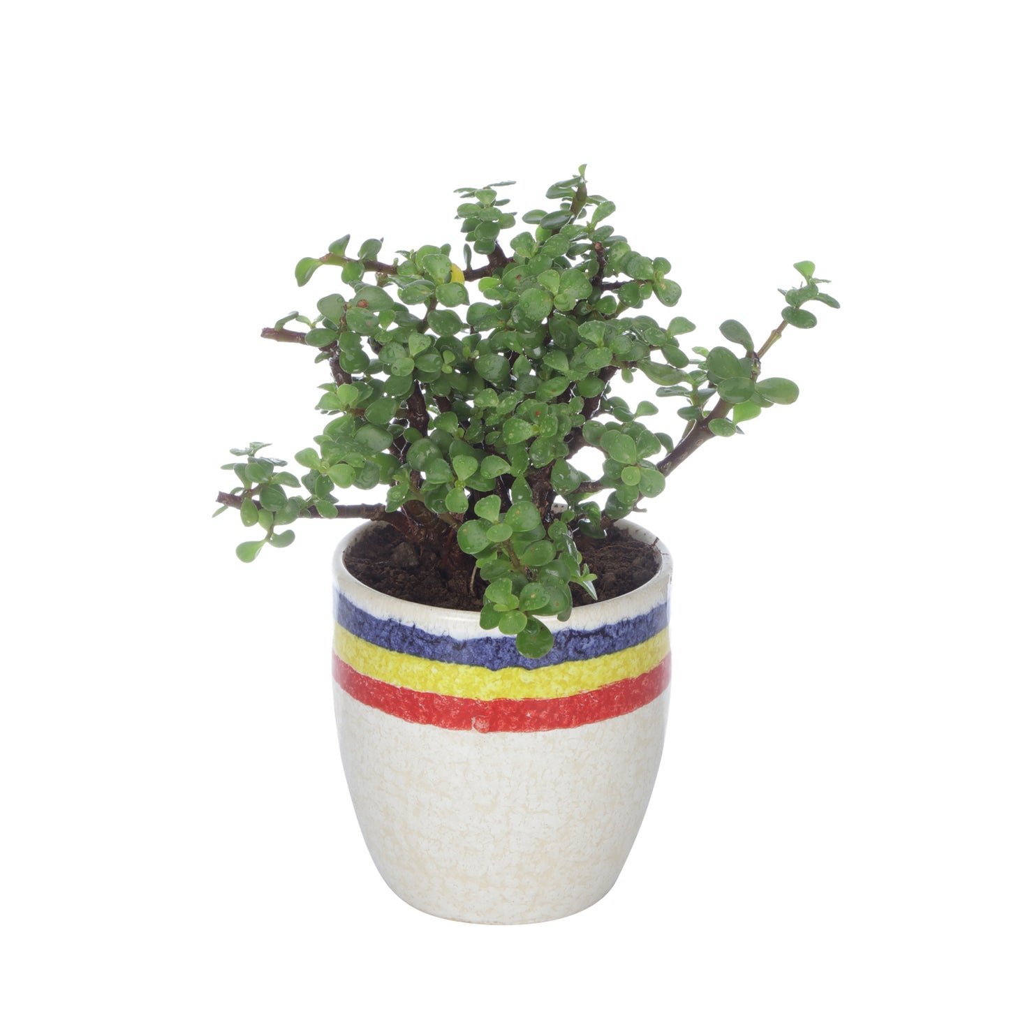 Good Luck Jade Plant with Off White Ceramic Pot for Home Decor (Live Plant)