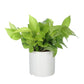 Exotic Green Air Purifying & Oxygen Indoor Golden Pothos Plant with White Ceramic Pot
