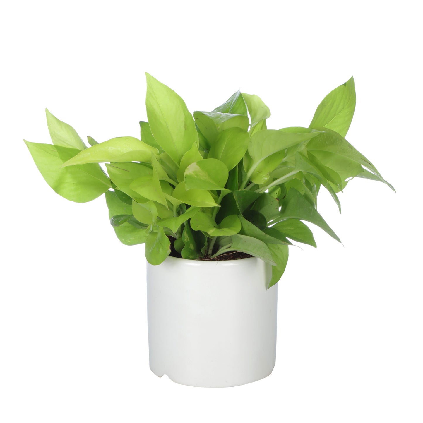 Exotic Green Air Purifying & Oxygen Indoor Golden Pothos Plant with White Ceramic Pot