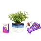 Exotic Green Combo Pack of Feng Shui Jade Plant with Handglazed White & Blue Ceramic Pot Rakhi Special Pack I Rakhi Combo Pack with Cadbury Chocolates I Special Gift Pack For Rakhi