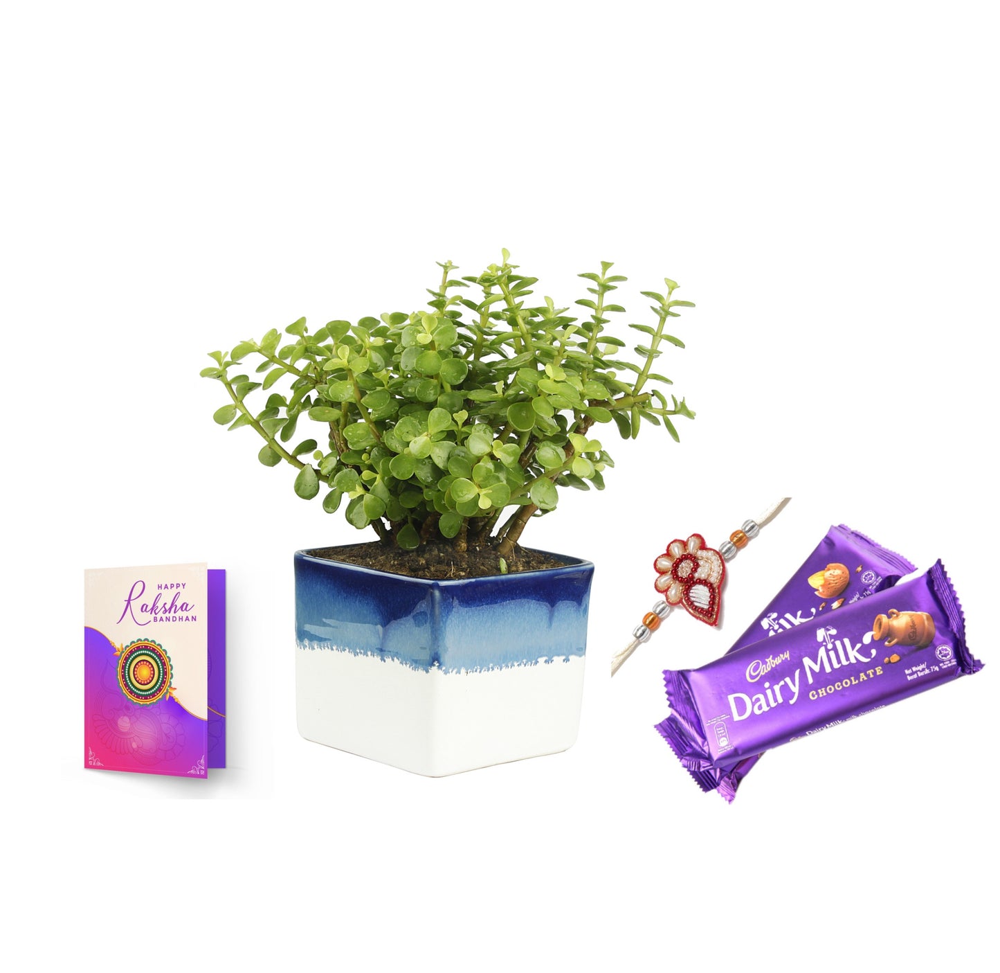 Exotic Green Combo Pack of Feng Shui Jade Plant with Handglazed White & Blue Ceramic Pot Rakhi Special Pack I Rakhi Combo Pack with Cadbury Chocolates I Special Gift Pack For Rakhi