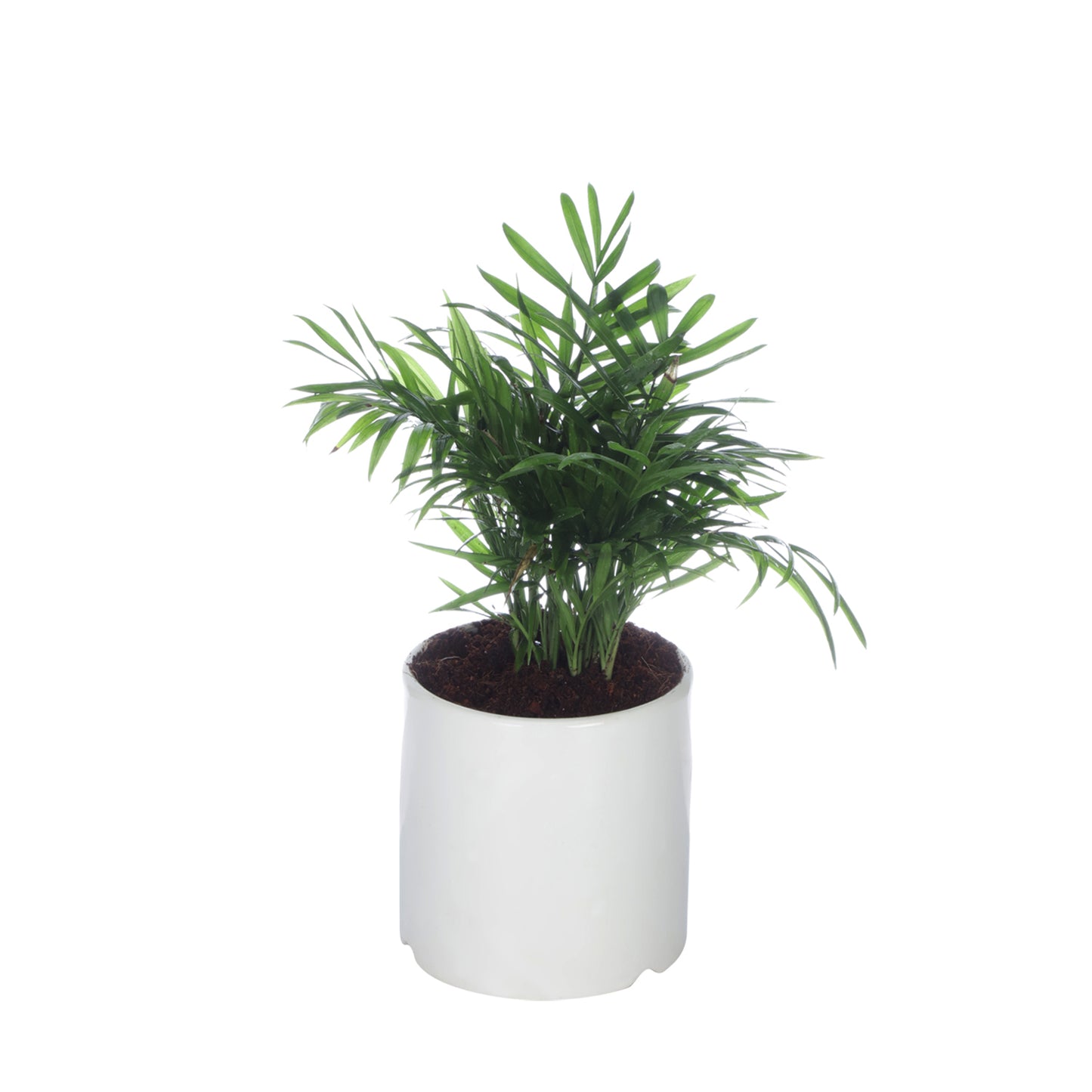 Exotic Green Oxygen Indoor Air Purifying Chamaedorea Palm (Parlour Palm) with White Colour Ceramic Pot