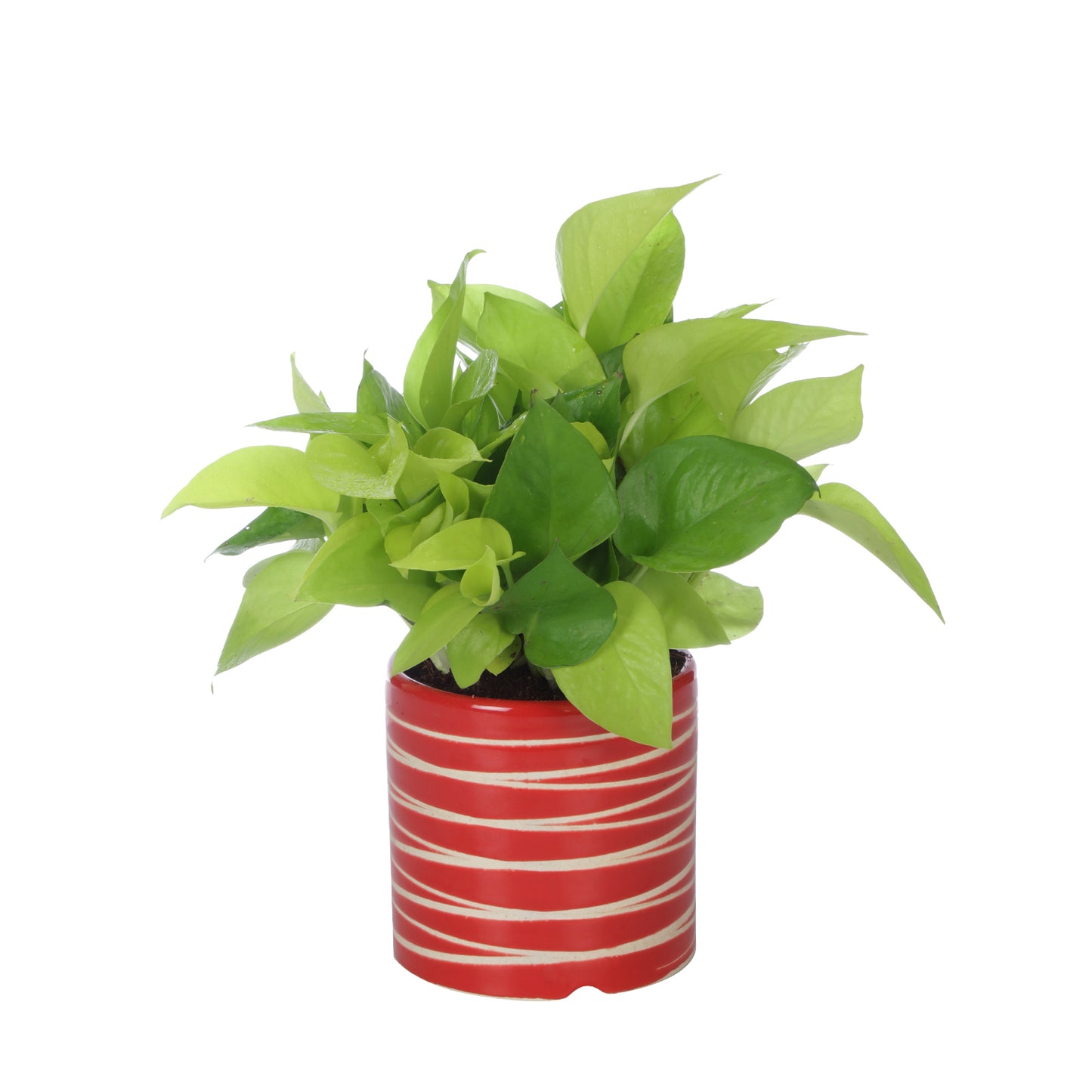 Exotic Green Air Purifying & Oxygen Indoor Golden Pothos Plant with Studio Blue Ceramic Pot