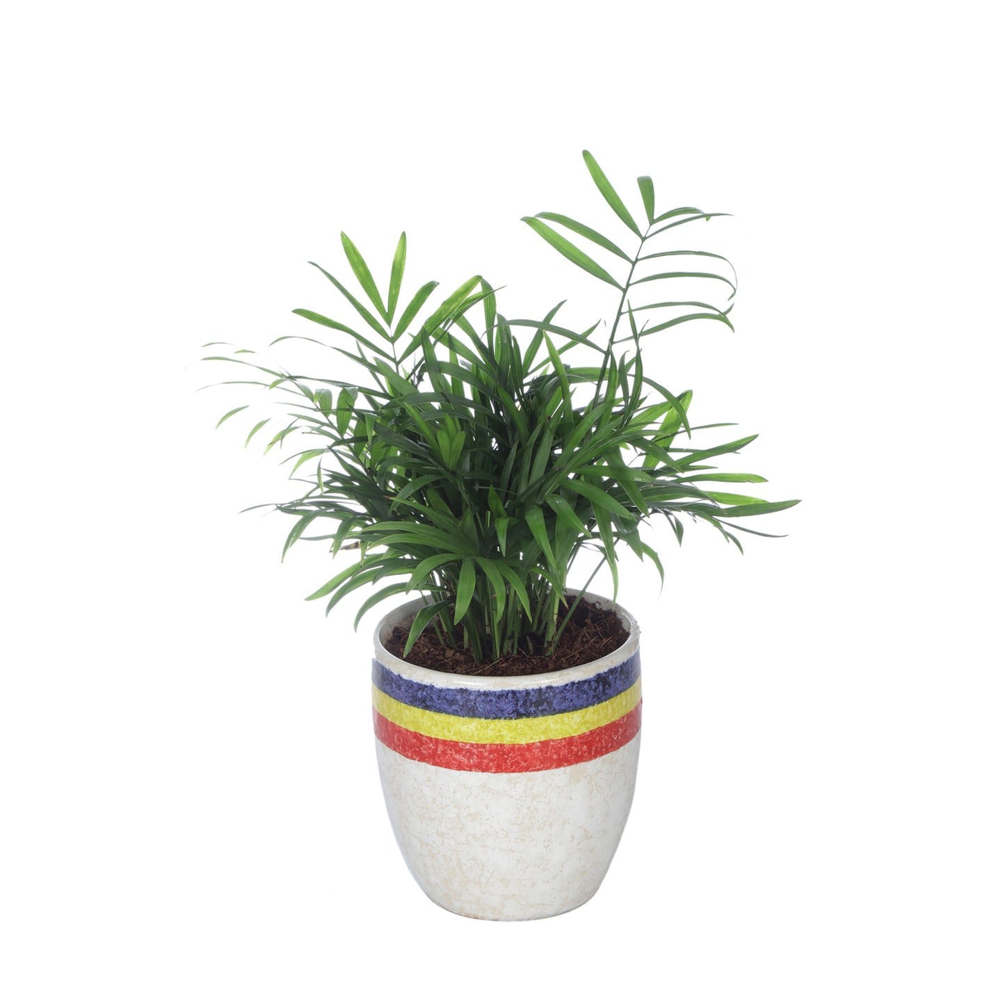 Exotic Green Oxygen Indoor Air Purifying Chamaedorea Palm (Parlour Palm) with Elegant Off White Colour Ceramic Pot