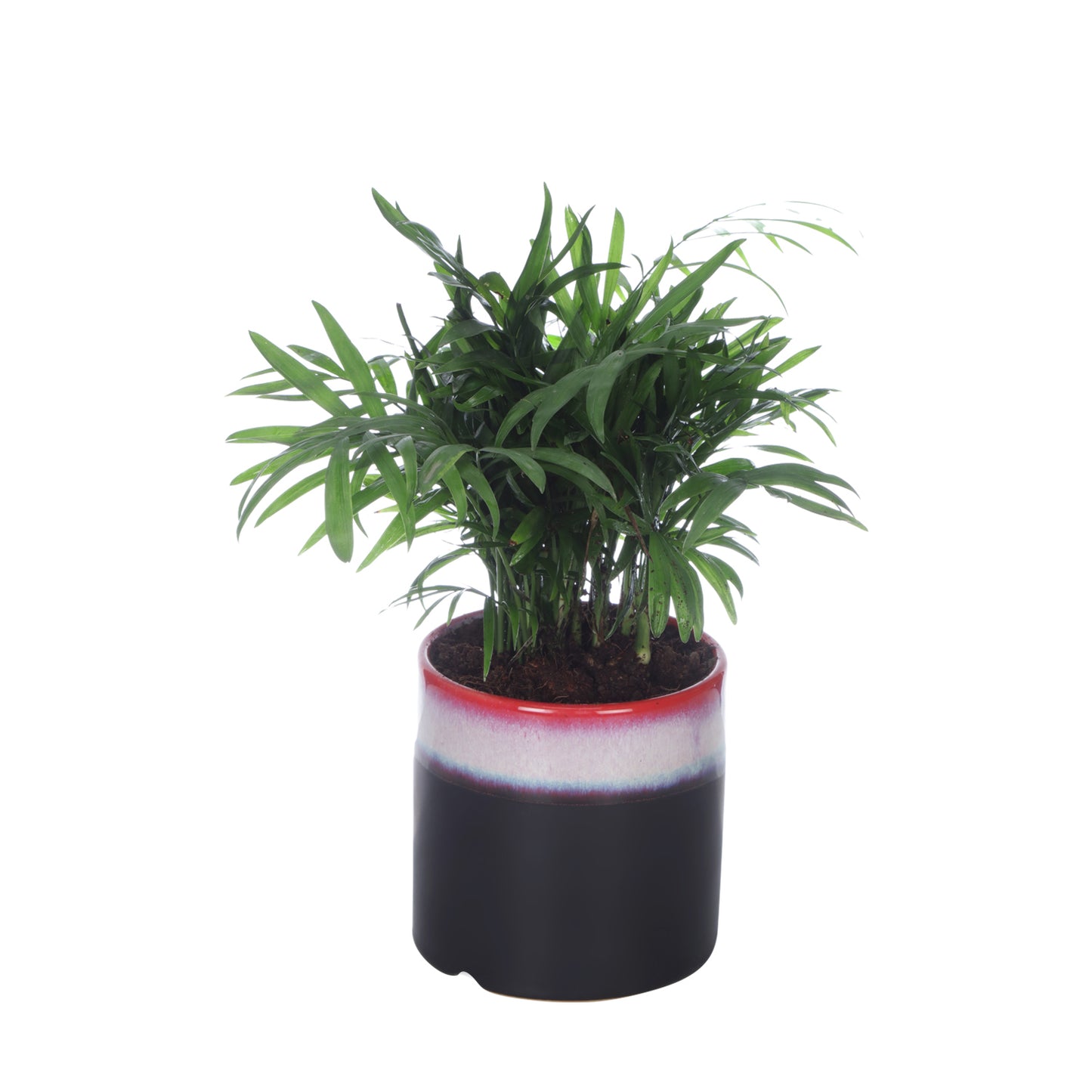 Exotic Green Oxygen Indoor Air Purifying Chamaedorea Palm (Parlour Palm) with Elegant Dual Black Colour Ceramic Pot