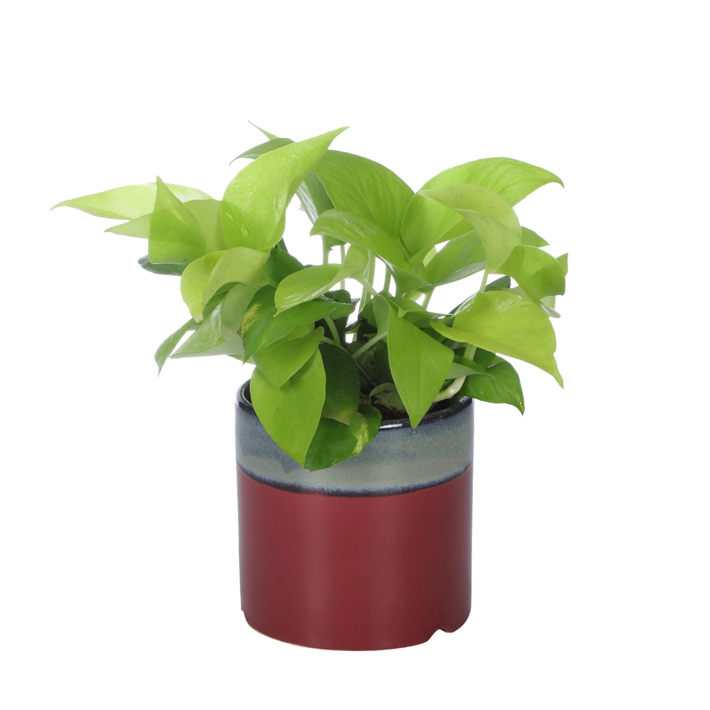 Exotic Green Air Purifying & Oxygen Indoor Golden Pothos Plant with English Purple Ceramic Pot