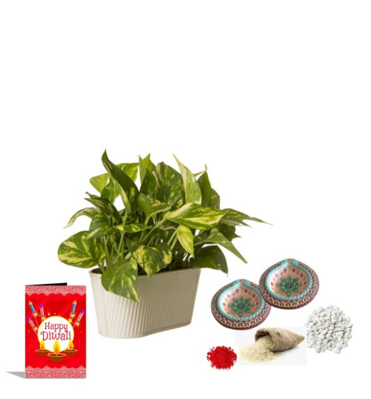 Exotic Green Diwali Gift Combo of Live Green Money Plant in White Colour Metal Pot I Diwali Gift I Diwali Gift Combo
