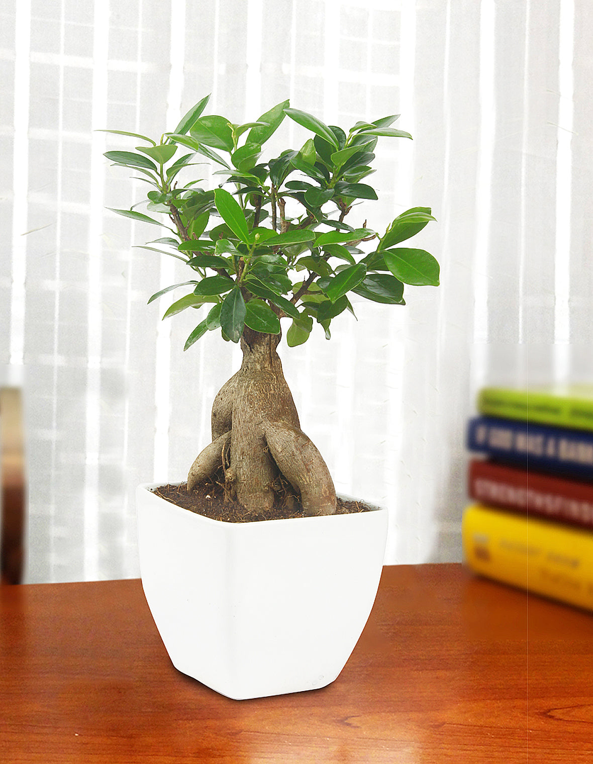 Ficus Bonsai with Ceramic Planter I Live Ficus Bonsai Tree