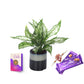 Exotic Green Combo Pack of Air Purifying Indoor Green Aglaonema Plant with Glazed Brown Color Ceramic Pot Rakhi Special Pack I Rakhi Combo Pack with Cadbury Chocolates I Special Gift Pack For Rakhi