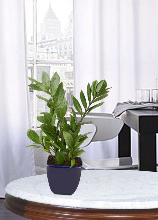 Exotic Green Indoor Air Purifying ZZ or Zamiifolia Plant with Blue Color Ceramic Pot