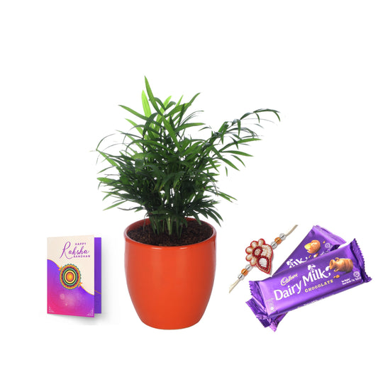 Exotic Green Combo Pack Air Purifying Indoor Chamedoera Palm Plant withTri Color White Ceramic Pot Rakhi Special Pack I Rakhi Combo Pack with Cadbury Chocolates I Special Gift Pack For Rakhi