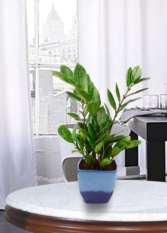 Exotic Green Indoor Air Purifying ZZ or Zamiifolia Plant with Ocean Blue Color Ceramic Pot