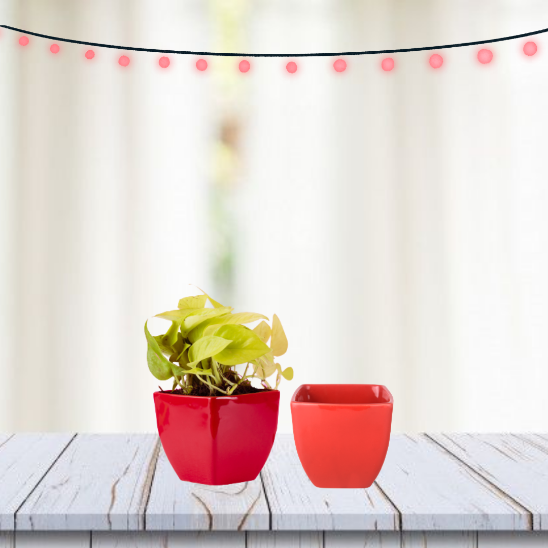 Exotic Green Red Colour Cubo Shape Ceramic Pot I Ceramic Pot for Indoor Plants I Combo Pack Set of 2