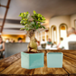 Exotic Green Blue Colour Square Shape Ceramic Pot I Ceramic Pot for Indoor Plants I Combo Pack Set of 2