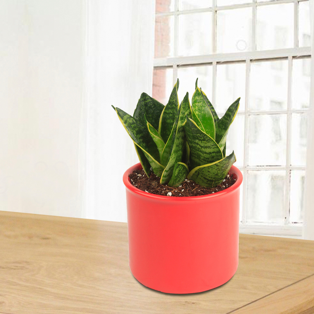 Exotic Green Amazing Indoor Air Purifying & Oxygen Sansevieria (Snake Plant) with Dual Colour Choco Brown Ceramic Pot