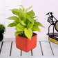 Air Purifying & Oxygen Indoor Golden Pothos Plant with Blue Ceramic Pot