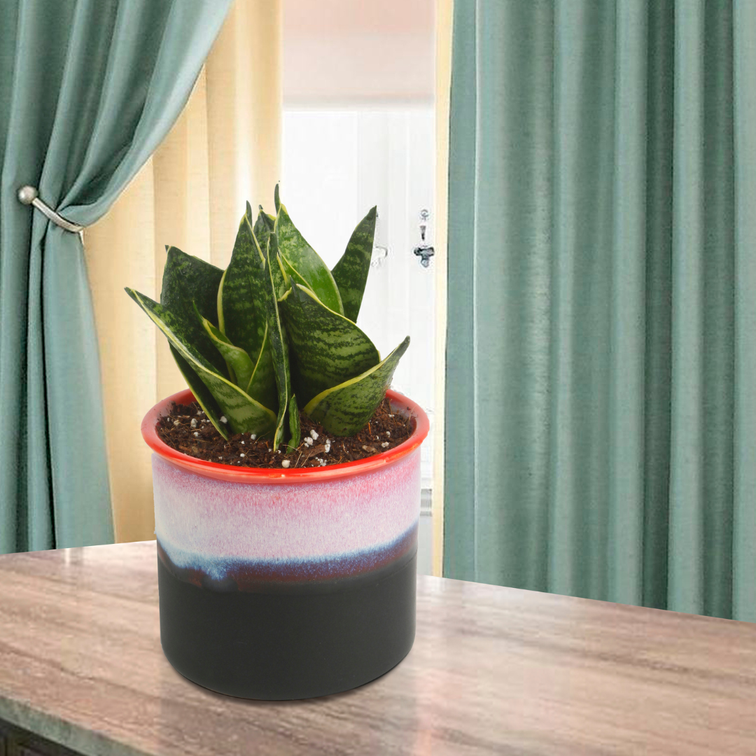 Exotic Green Amazing Indoor Air Purifying & Oxygen Sansevieria (Snake Plant) with Dual Colour Choco Brown Ceramic Pot