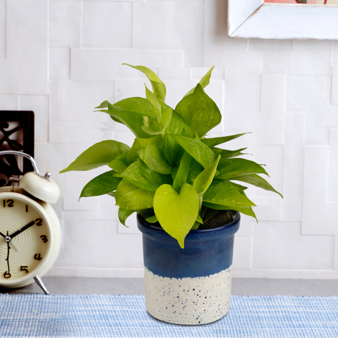 Exotic Green Air Purifying & Oxygen Indoor Golden Pothos Plant with Rainbow Black Ceramic Pot