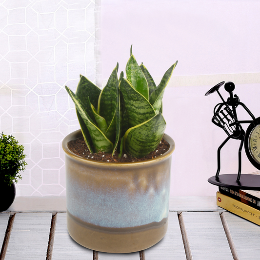 Exotic Green Amazing Indoor Air Purifying & Oxygen Sansevieria (Snake Plant) with Dual Colour Choco Brown Ceramic Pot