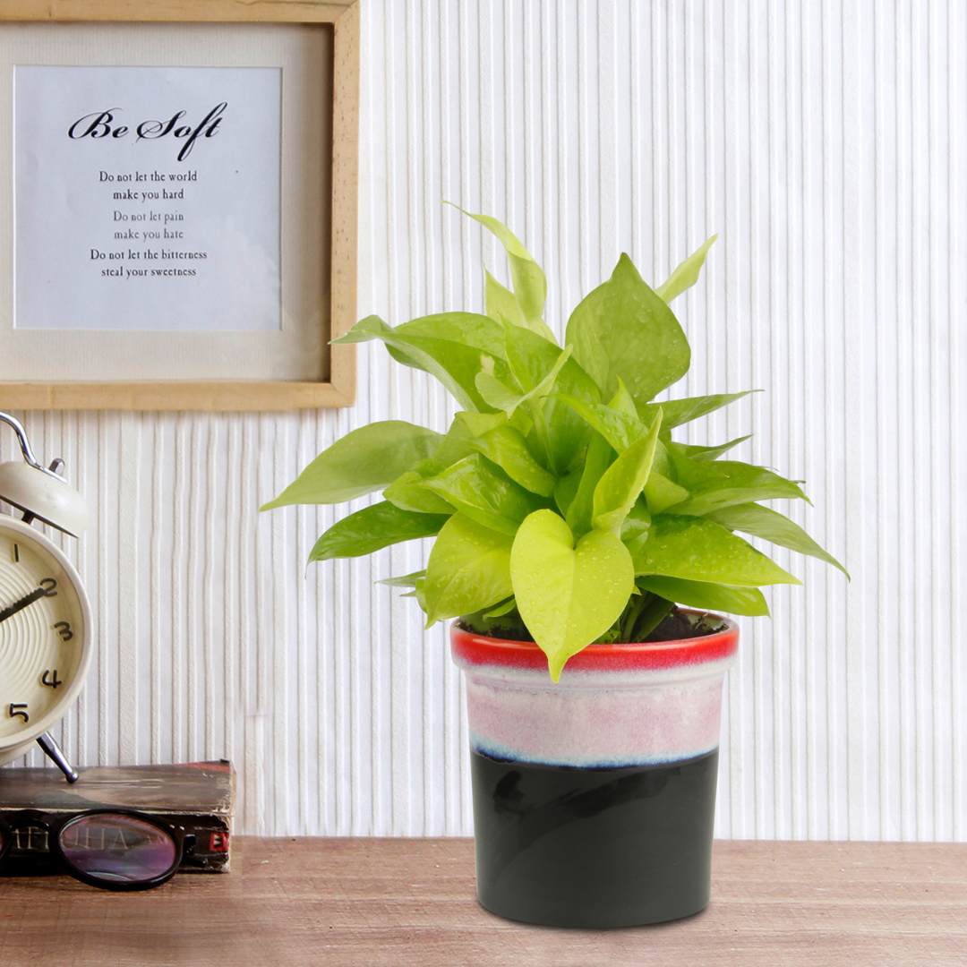 Exotic Green Air Purifying & Oxygen Indoor Golden Pothos Plant with Rainbow Black Ceramic Pot