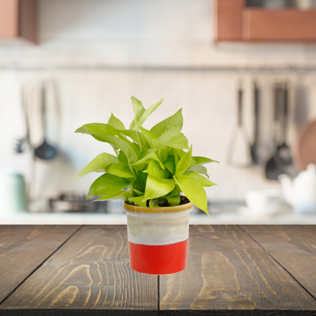 Exotic Green Air Purifying & Oxygen Indoor Golden Pothos Plant with Rainbow Black Ceramic Pot