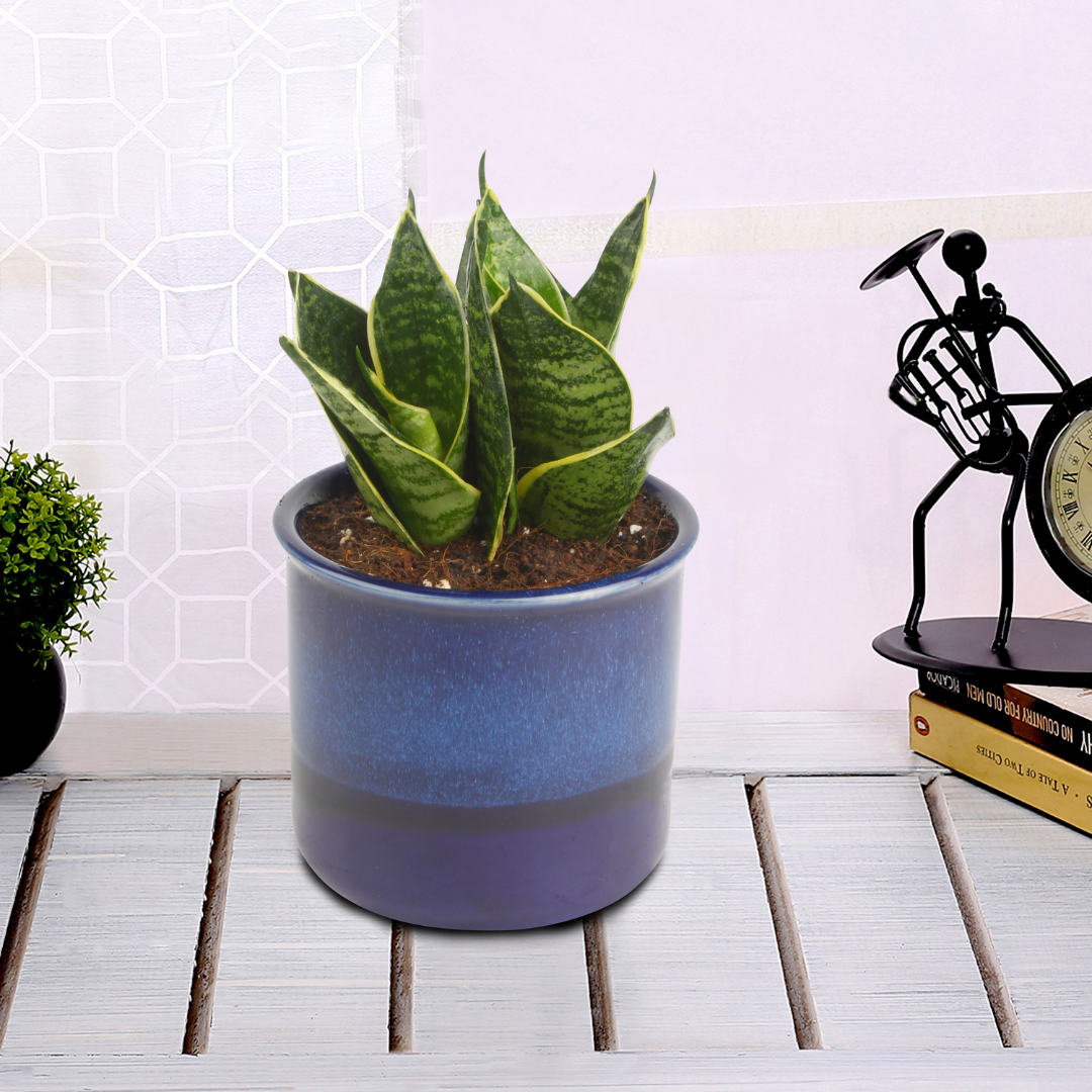 Exotic Green Amazing Indoor Air Purifying & Oxygen Sansevieria (Snake Plant) with Dual Colour Choco Brown Ceramic Pot