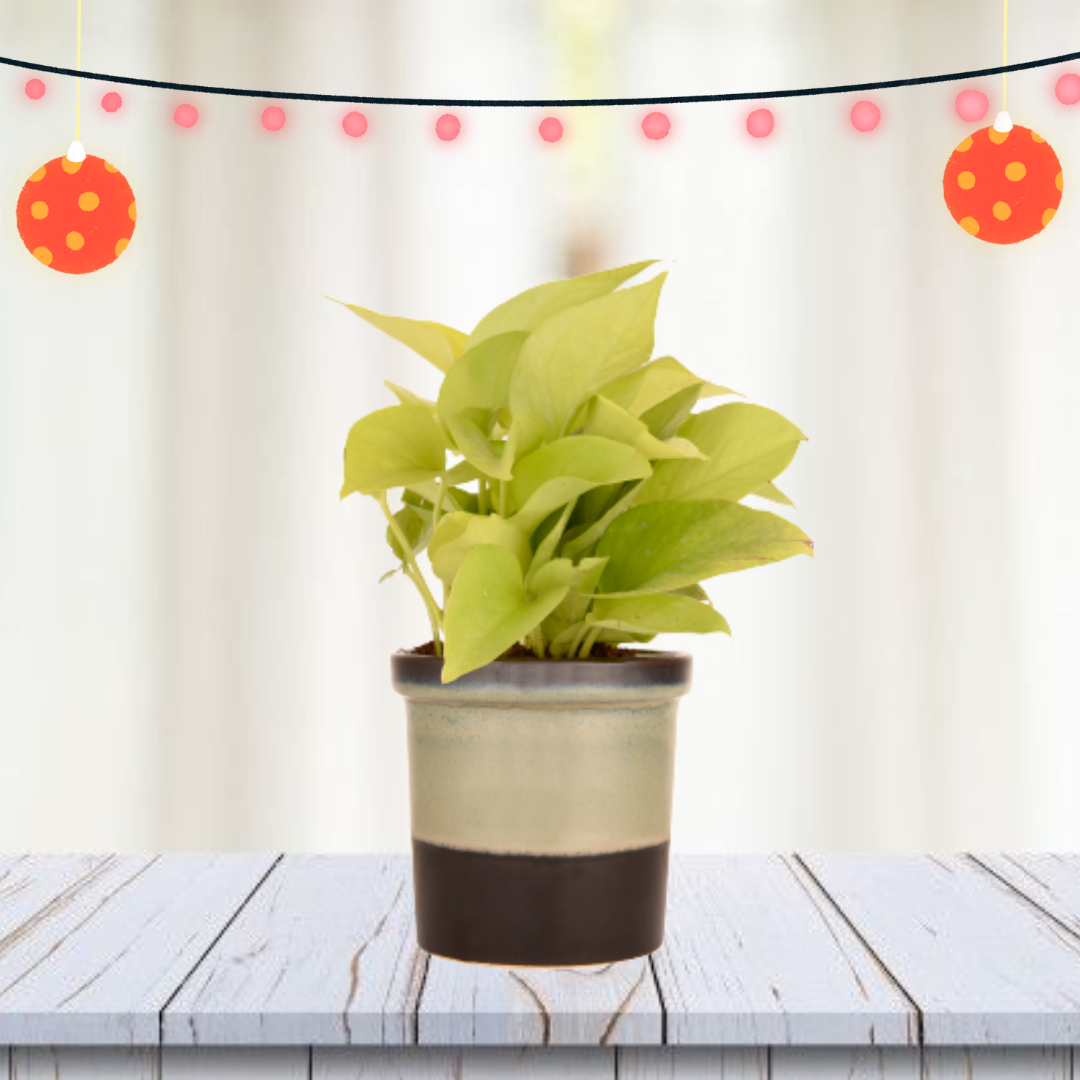 Exotic Green Air Purifying & Oxygen Indoor Golden Pothos Plant with Rainbow Black Ceramic Pot