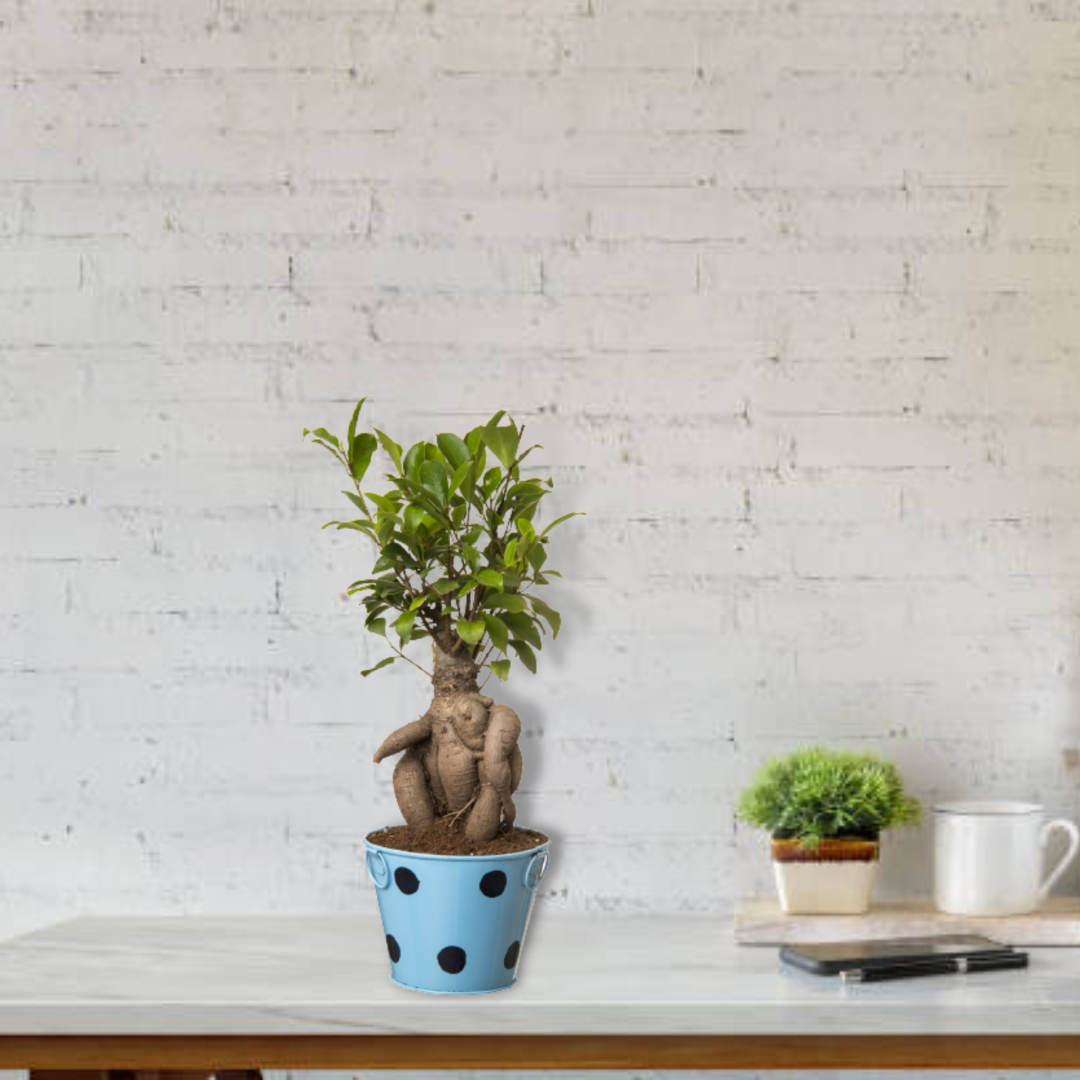 Ficus Bonsai with Polka Dot Red Color Metal Planter I Live Ficus Bonsai Tree