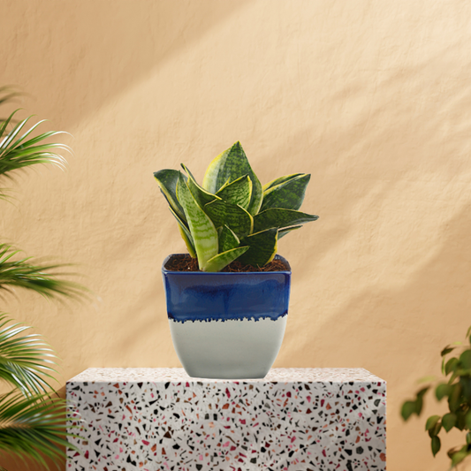 Exotic Green Amazing Indoor Air Purifying & Oxygen Sansevieria (Snake Plant) with White & Blue Colour Ceramic Pots