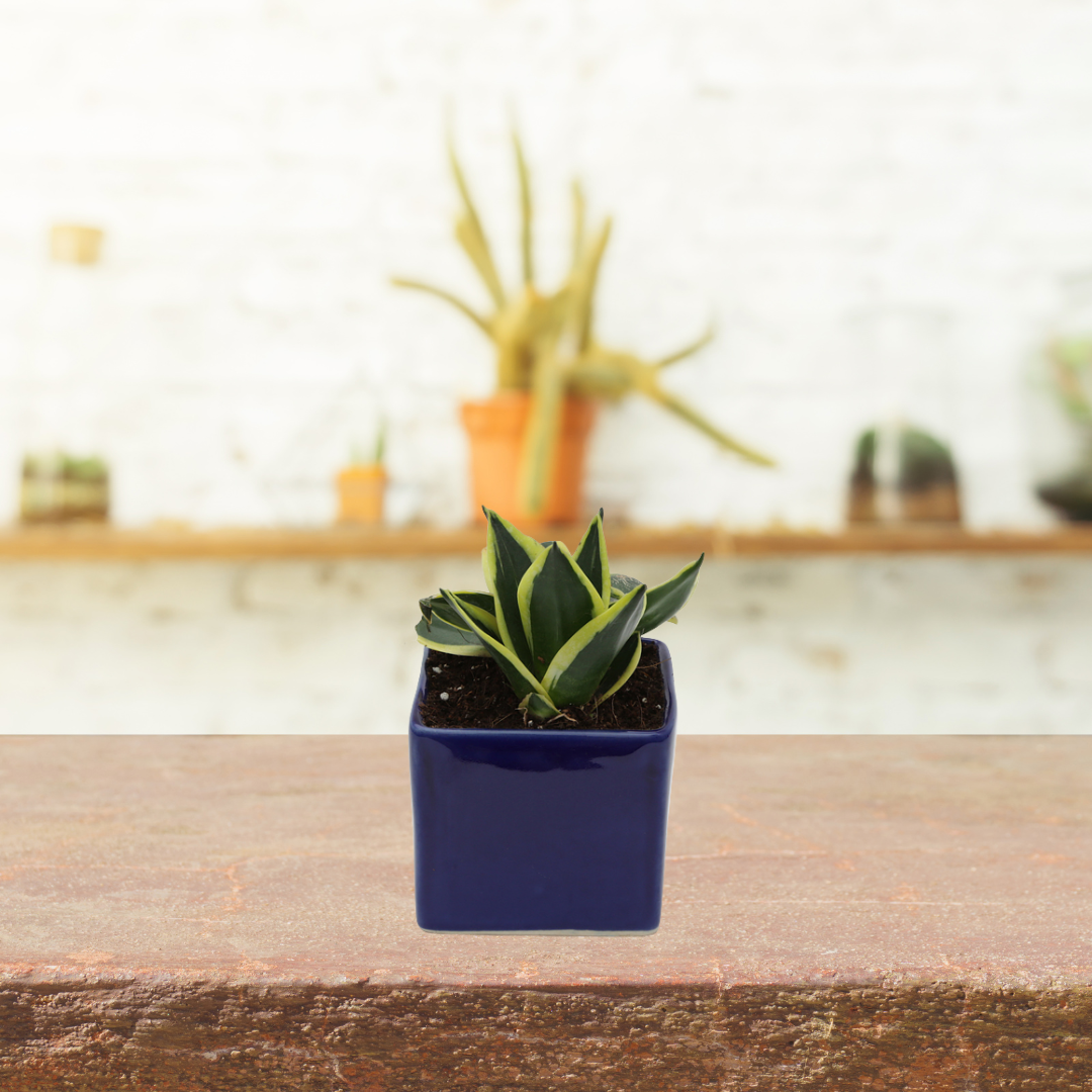 Exotic Green Indoor Air Purifying & Oxygen Sansevieria (Snake Plant) with Dual Colour Ceramic Pots