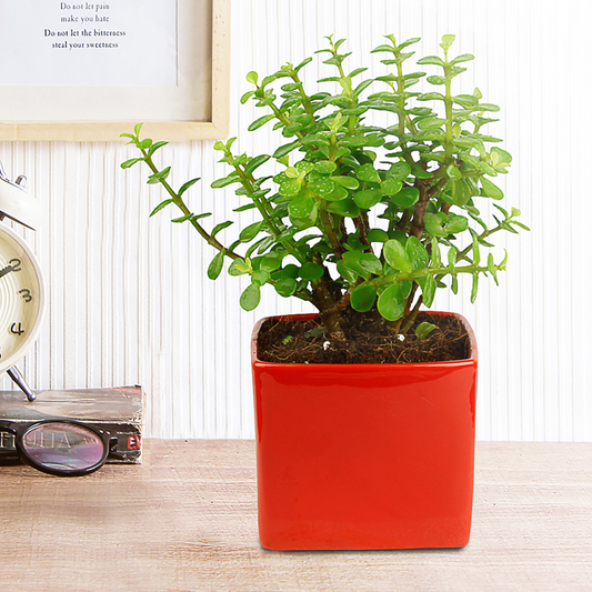 Good Luck Jade Plant with Red Colour Ceramic Pot for Home Decor (Live Plant)