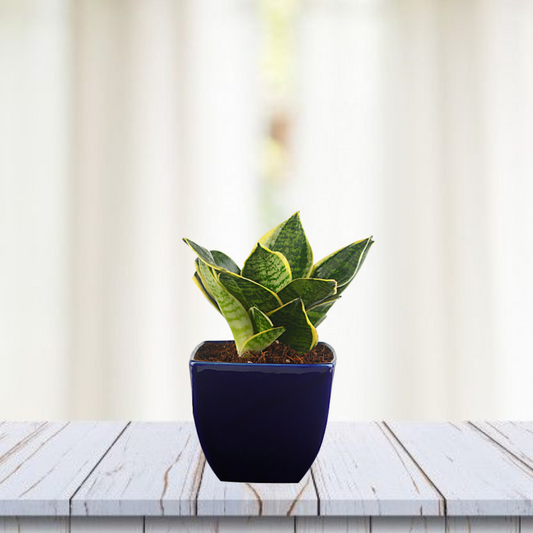 Exotic Green Amazing Indoor Air Purifying & Oxygen Sansevieria (Snake Plant) with Blue Colour Ceramic Pots
