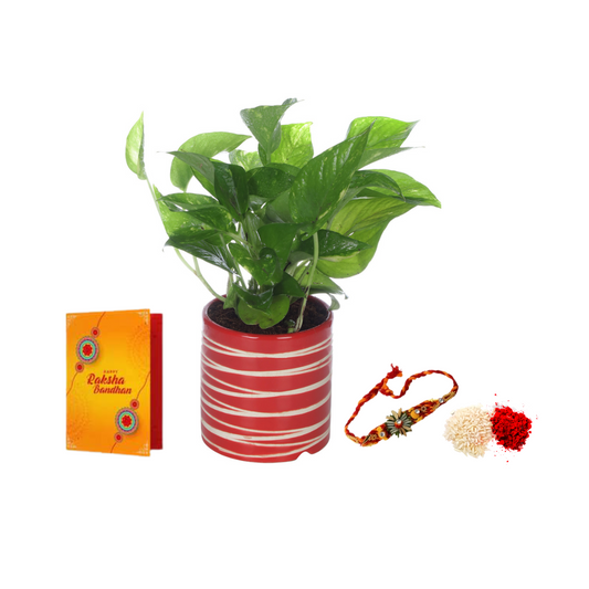 Exotic Green Combo Pack of Good Luck Money Plant with Red Ceramic Pot Rakhi Special Pack I Rakhi Combo Pack I Special Gift Pack For Rakhi