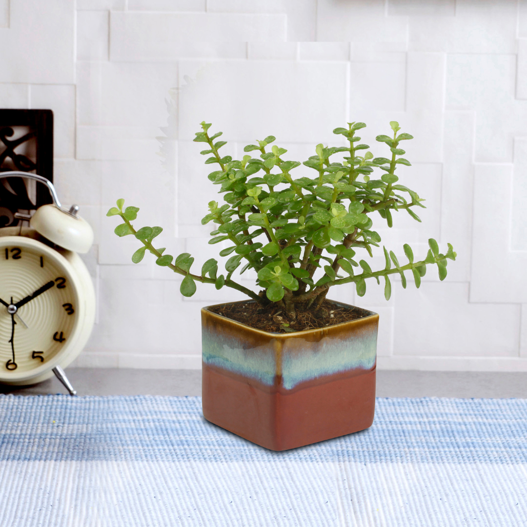 Good Luck Jade Plant with Dual White & Blue Colour Ceramic Pot for Home Decor (Live Plant)