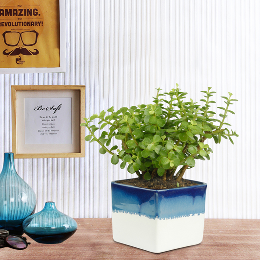 Good Luck Jade Plant with Dual White & Blue Colour Ceramic Pot for Home Decor (Live Plant)