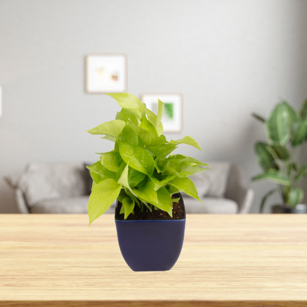 Exotic Green Air Purifying & Oxygen Indoor Golden Pothos Plant with Red Ceramic Pot