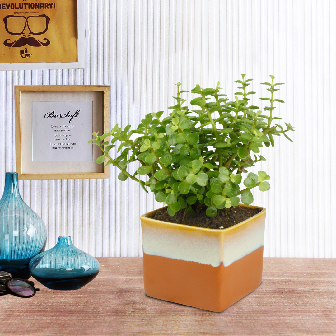 Good Luck Jade Plant with Dual White & Blue Colour Ceramic Pot for Home Decor (Live Plant)