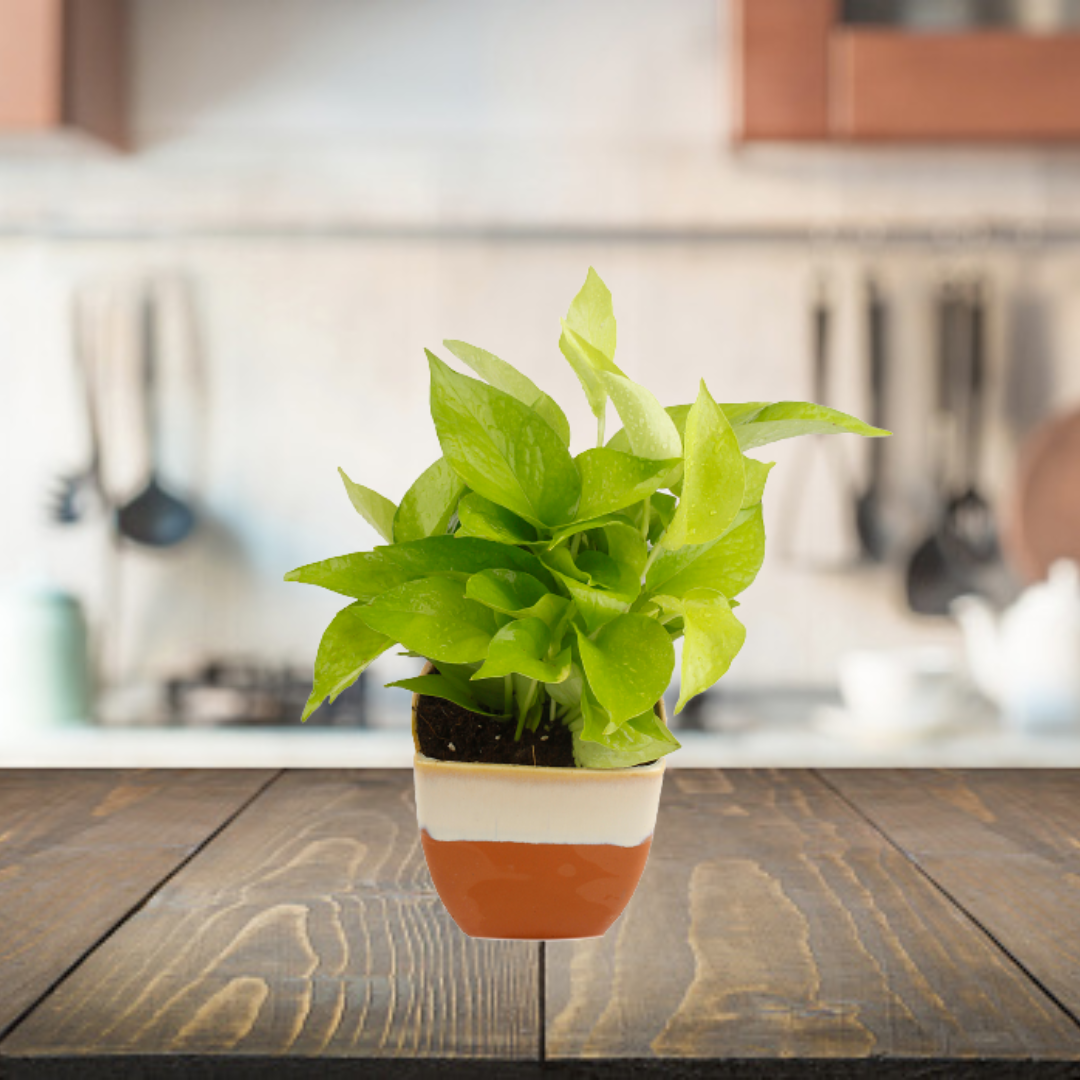 Exotic Green Air Purifying & Oxygen Indoor Golden Pothos Plant with White & Blue Ceramic Pot