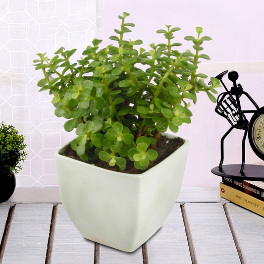 Good Luck Jade Plant with White Colour Ceramic Pot for Home Decor (Live Plant)