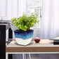 Exotic Green Good Luck Jade Plant with Dual Dark Brown Colour Ceramic Pot for Home Decor (Live Plant)