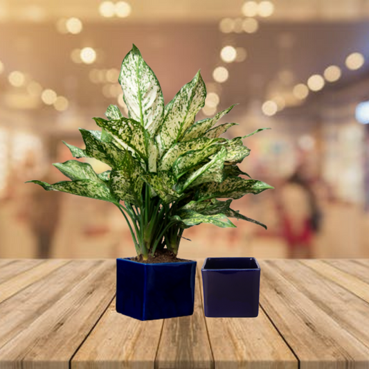 Exotic Green Solid Blue Colour Square Shape Ceramic Pot I Pot for Live Plants I Combo Pack Set of 2