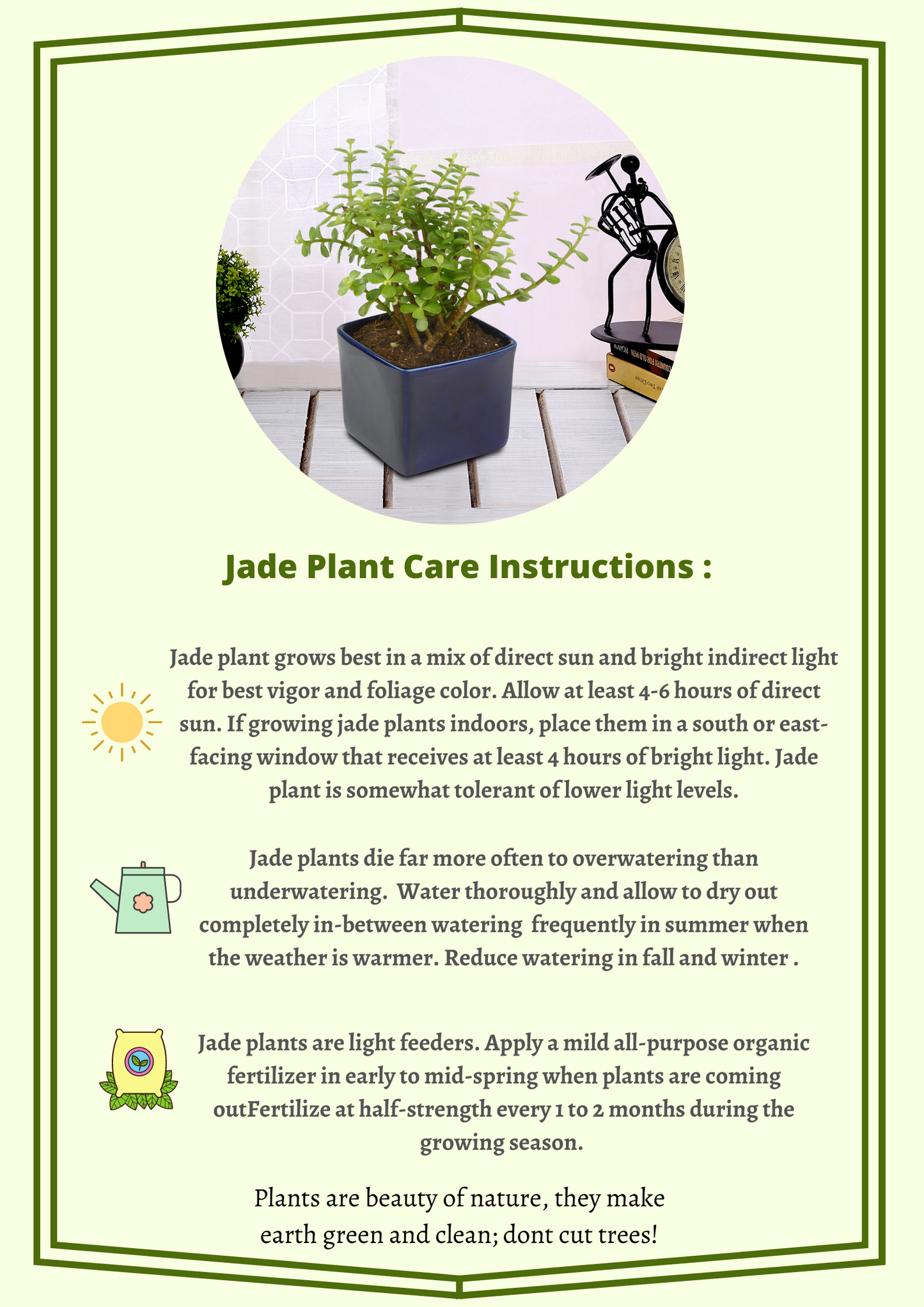 Exotic Green Good Luck Jade Plant with Dual Dark Brown Colour Ceramic Pot for Home Decor (Live Plant)