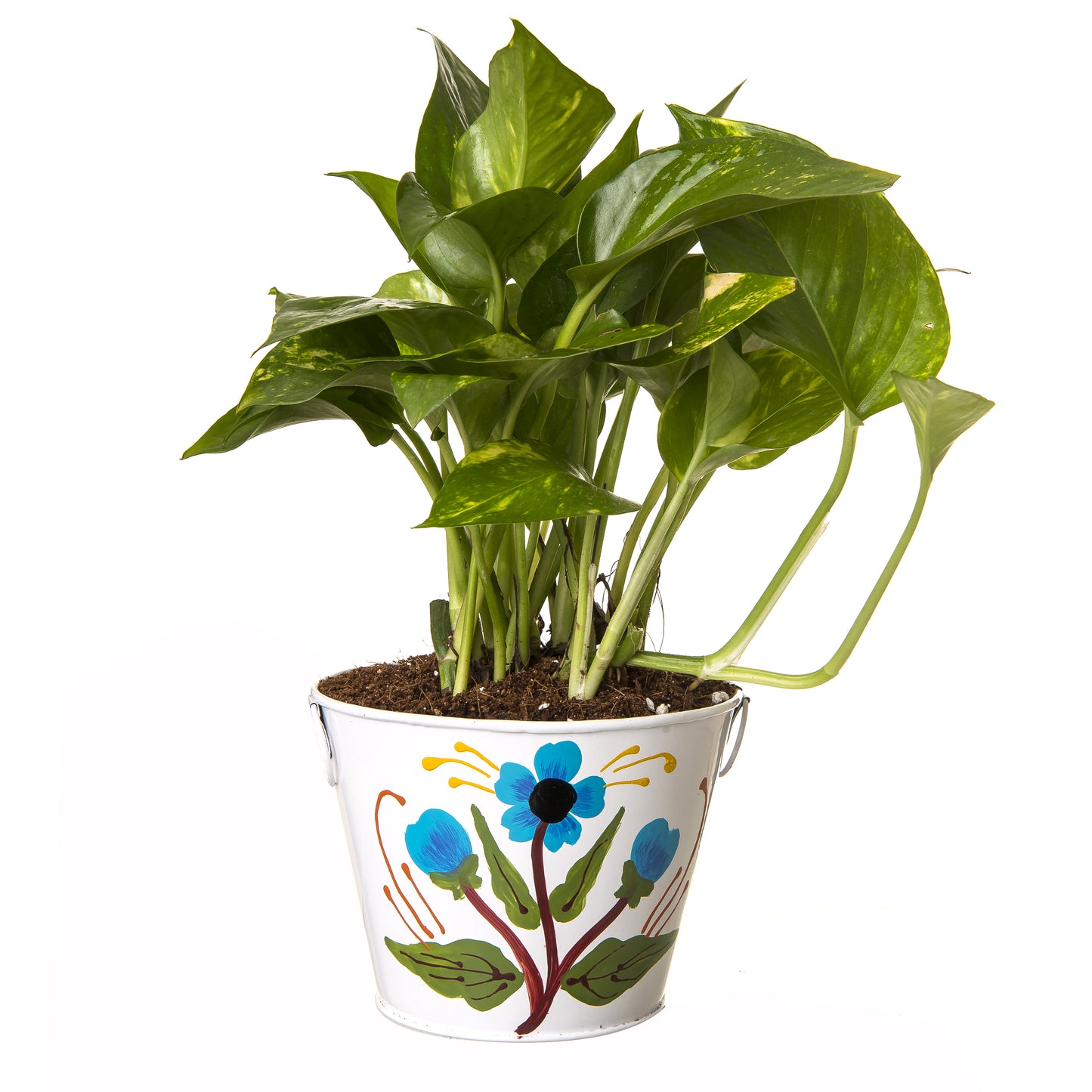 Exotic Green Beautiful Good Luck Indoor Money Plant with Floral Red Colour Metal Planter